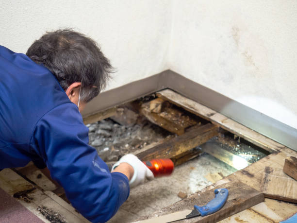 Best Affordable Mold Removal  in Clover Creek, WA