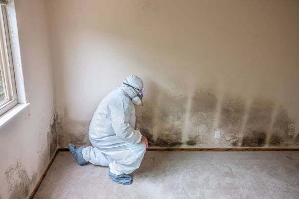 Best Mold Testing  in Clover Creek, WA