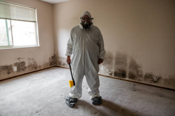 Trusted Clover Creek, WA Mold Removal Experts