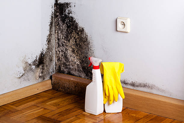 Best Toxic Mold Removal  in Clover Creek, WA