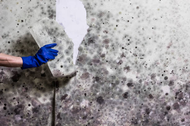 Best Black Mold Removal  in Clover Creek, WA