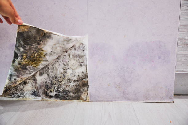 Best Local Mold Removal Service  in Clover Creek, WA